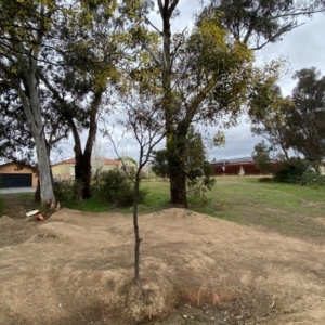 Acacia pycnantha at Jerrabomberra, NSW - 22 Sep 2022