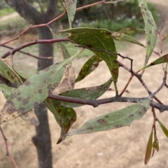 Acacia pycnantha at Jerrabomberra, NSW - 22 Sep 2022