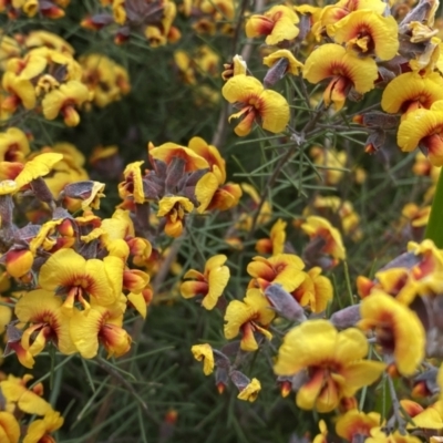 Dillwynia sp. Yetholme (P.C.Jobson 5080) NSW Herbarium at Jerrabomberra, NSW - 22 Sep 2022 by Steve_Bok