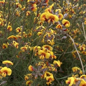 Dillwynia sp. Yetholme (P.C.Jobson 5080) NSW Herbarium at Jerrabomberra, NSW - 22 Sep 2022