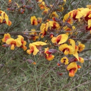 Dillwynia sp. Yetholme (P.C.Jobson 5080) NSW Herbarium at Jerrabomberra, NSW - 22 Sep 2022