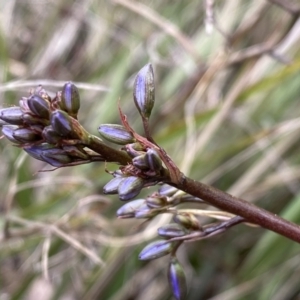 Dianella revoluta at Jerrabomberra, NSW - 22 Sep 2022