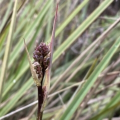 Dianella revoluta at Jerrabomberra, NSW - 22 Sep 2022 12:21 PM