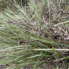 Dianella revoluta at Jerrabomberra, NSW - 22 Sep 2022