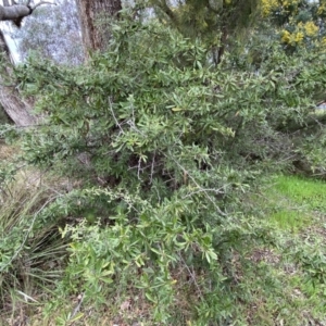 Pyracantha angustifolia at Jerrabomberra, NSW - 22 Sep 2022