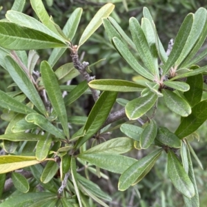 Pyracantha angustifolia at Jerrabomberra, NSW - 22 Sep 2022