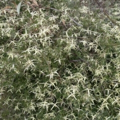 Clematis leptophylla (Small-leaf Clematis, Old Man's Beard) at Jerrabomberra, NSW - 22 Sep 2022 by SteveBorkowskis