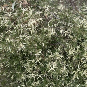 Clematis leptophylla at Jerrabomberra, NSW - 22 Sep 2022 12:19 PM