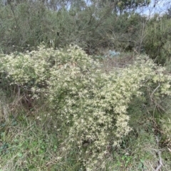 Clematis leptophylla at Jerrabomberra, NSW - 22 Sep 2022