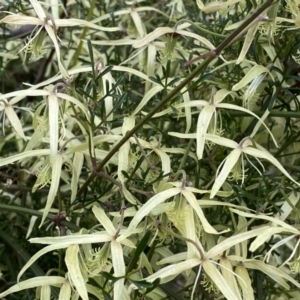 Clematis leptophylla at Jerrabomberra, NSW - 22 Sep 2022