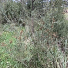 Bursaria spinosa (Native Blackthorn, Sweet Bursaria) at Jerrabomberra, NSW - 22 Sep 2022 by Steve_Bok