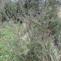 Bursaria spinosa (Native Blackthorn, Sweet Bursaria) at Jerrabomberra, NSW - 22 Sep 2022 by SteveBorkowskis