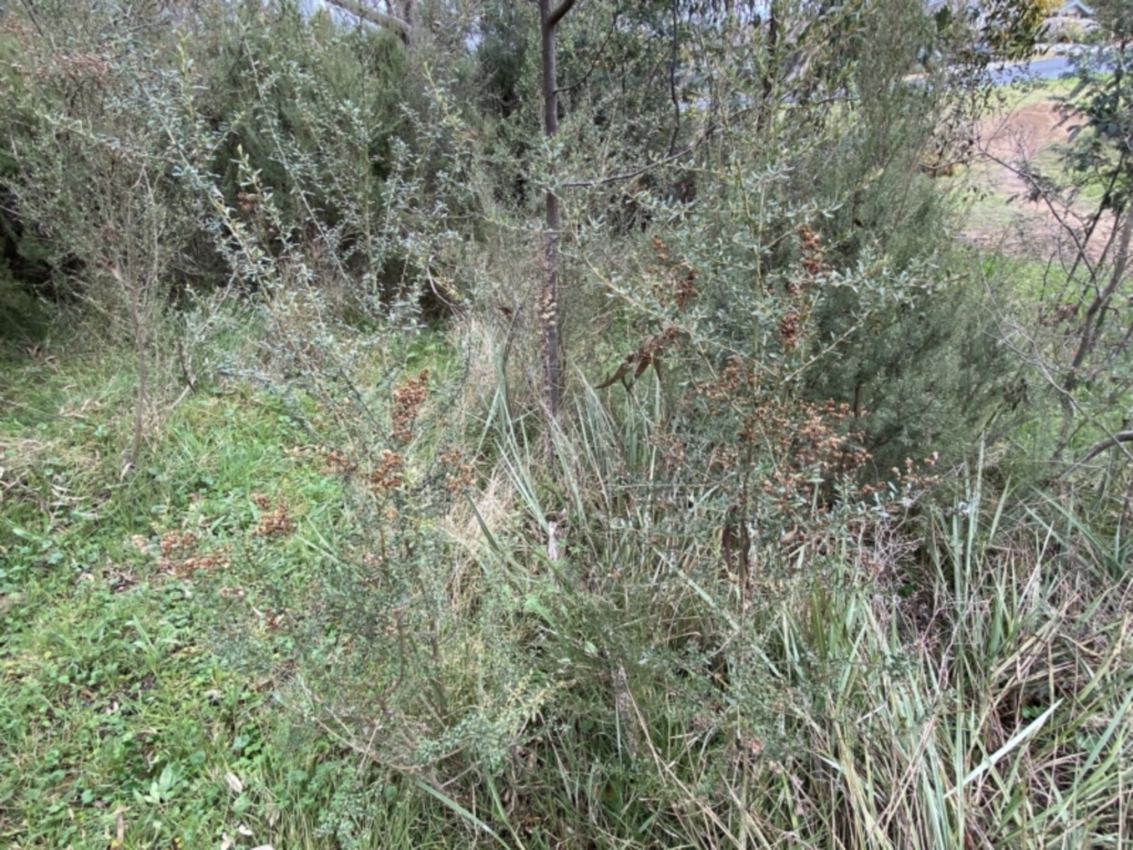 Bursaria spinosa at Jerrabomberra, NSW - 22 Sep 2022