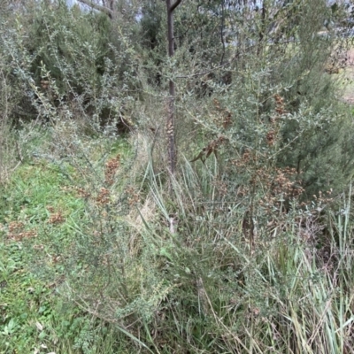 Bursaria spinosa (Native Blackthorn, Sweet Bursaria) at Jerrabomberra, NSW - 22 Sep 2022 by Steve_Bok