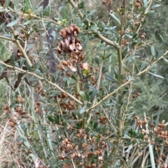 Bursaria spinosa at Jerrabomberra, NSW - 22 Sep 2022 12:18 PM