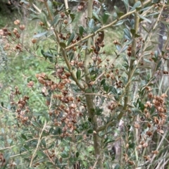 Bursaria spinosa at Jerrabomberra, NSW - 22 Sep 2022