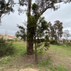 Exocarpos cupressiformis at Jerrabomberra, NSW - 22 Sep 2022