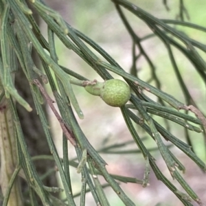 Exocarpos cupressiformis at Jerrabomberra, NSW - 22 Sep 2022