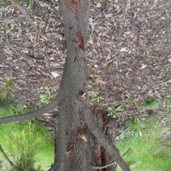 Exocarpos cupressiformis at Jerrabomberra, NSW - 22 Sep 2022