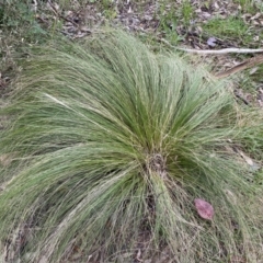 Nassella trichotoma (Serrated Tussock) at Jerrabomberra, NSW - 22 Sep 2022 by SteveBorkowskis