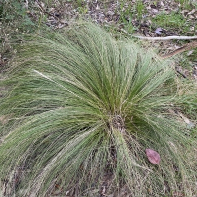 Nassella trichotoma (Serrated Tussock) at Jerrabomberra, NSW - 22 Sep 2022 by SteveBorkowskis