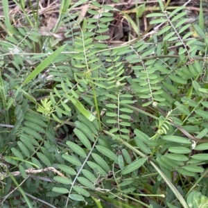 Vicia sp. at Jerrabomberra, NSW - 22 Sep 2022