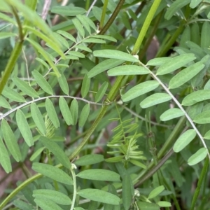 Vicia sp. at Jerrabomberra, NSW - 22 Sep 2022