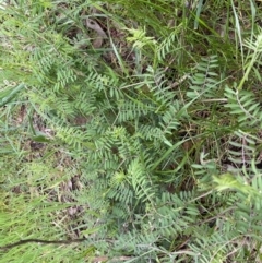 Vicia sp. at Jerrabomberra, NSW - 22 Sep 2022