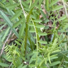 Vicia sp. at Jerrabomberra, NSW - 22 Sep 2022