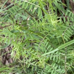 Vicia sp. at Jerrabomberra, NSW - 22 Sep 2022