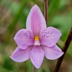 Thelymitra ixioides (Dotted Sun Orchid) at Wandandian, NSW - 21 Sep 2022 by RobG1
