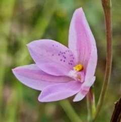 Thelymitra ixioides at Wandandian, NSW - suppressed