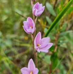 Thelymitra ixioides at Wandandian, NSW - suppressed