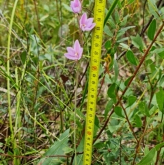 Thelymitra ixioides at Wandandian, NSW - 21 Sep 2022