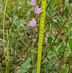 Thelymitra ixioides at Wandandian, NSW - suppressed