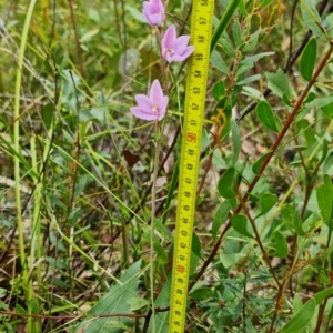 Thelymitra ixioides at Wandandian, NSW - 21 Sep 2022