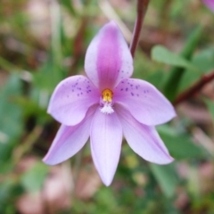Thelymitra ixioides at Wandandian, NSW - suppressed