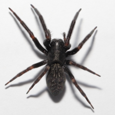 Badumna insignis (Black House Spider) at Evatt, ACT - 15 Sep 2022 by TimL