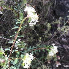 Pimelea linifolia subsp. linifolia (Queen of the Bush, Slender Rice-flower) at Mount Ainslie - 2 Sep 2022 by Pirom