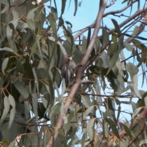 Climacteris erythrops at Tennent, ACT - 27 Aug 2022 12:08 PM