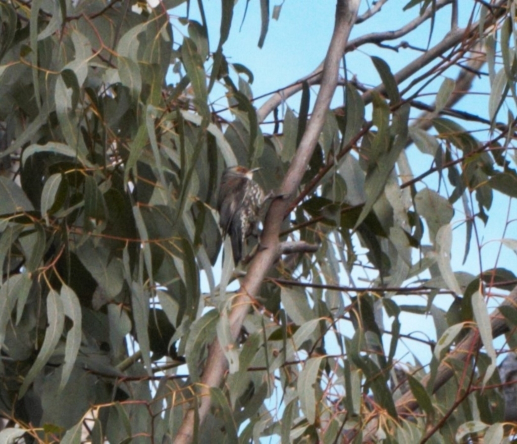 Climacteris erythrops at Tennent, ACT - 27 Aug 2022