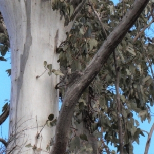 Climacteris erythrops at Tennent, ACT - 27 Aug 2022 12:08 PM