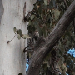 Climacteris erythrops at Tennent, ACT - 27 Aug 2022 12:08 PM