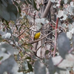 Eopsaltria australis (Eastern Yellow Robin) at Namadgi National Park - 27 Aug 2022 by RAllen