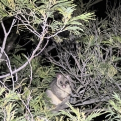 Trichosurus vulpecula (Common Brushtail Possum) at Woodstock Nature Reserve - 22 Sep 2022 by JimL