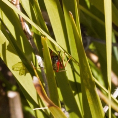 Echthromorpha intricatoria (Cream-spotted Ichneumon) at Tennent, ACT - 27 Aug 2022 by RAllen