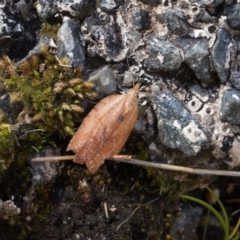 Tortricinae (subfamily) at Namadgi National Park - 27 Aug 2022 by RAllen