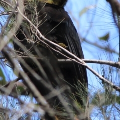 Calyptorhynchus lathami (Glossy Black-Cockatoo) at Wingecarribee Local Government Area - 7 Sep 2022 by IainB