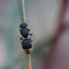 Odontomyrme sp. (genus) (A velvet ant) at Black Mountain - 22 Sep 2022 by YellowButton