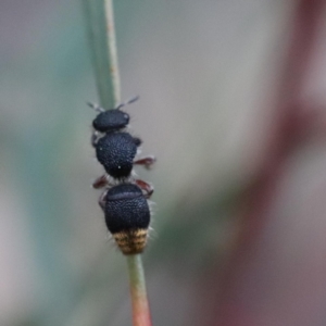 Odontomyrme sp. (genus) at Black Mountain - 22 Sep 2022 02:55 PM